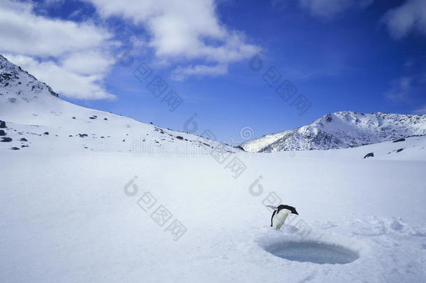 <strong>企鹅</strong>在冰上看一个洞