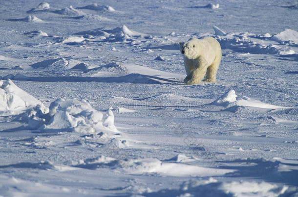 北极熊在雪地育空漫步