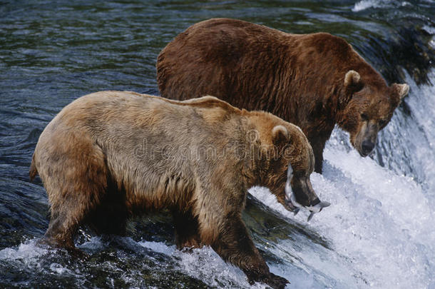 美国阿拉斯加州卡迈国家公园两只棕<strong>熊站在</strong>瀑布侧视图上方的河中捕鲑鱼