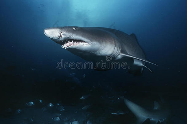 沙虎鲨（carcharias taurus）水下景观