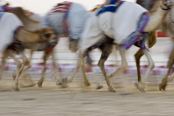 迪拜阿联酋模糊的运动骆驼运行在训练在<strong>纳达尔</strong>谢巴骆驼跑道