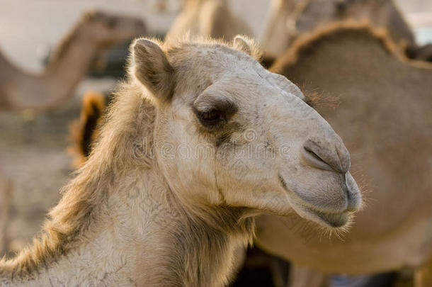 阿联酋<strong>迪拜迪拜迪拜</strong>郊外沙漠农场骆驼脸特写