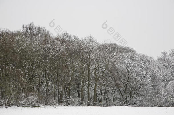 英国雪原和森林