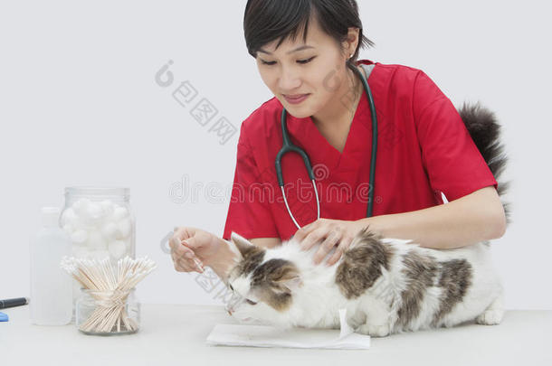 亚洲女兽医用棉签在灰色背景下清洁猫耳