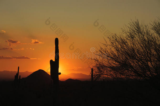 亚利桑那州塞诺兰沙漠日落
