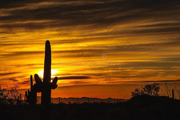 亚利桑那州塞诺兰沙漠日落
