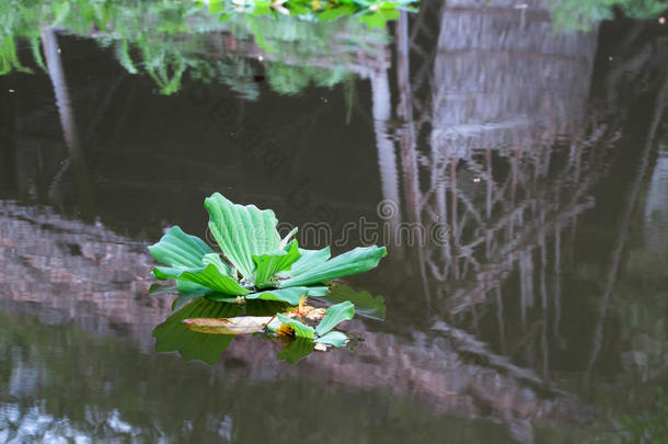 浮萍与<strong>竹筏</strong>在水中的倒影，泰国。