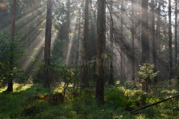秋日清晨，阳光照进森林