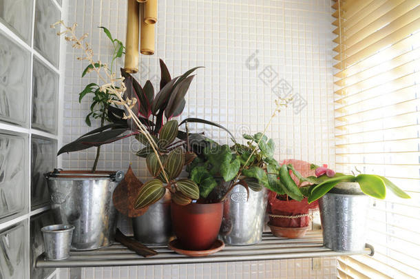 窗前的家庭用植物-室内阳光充足