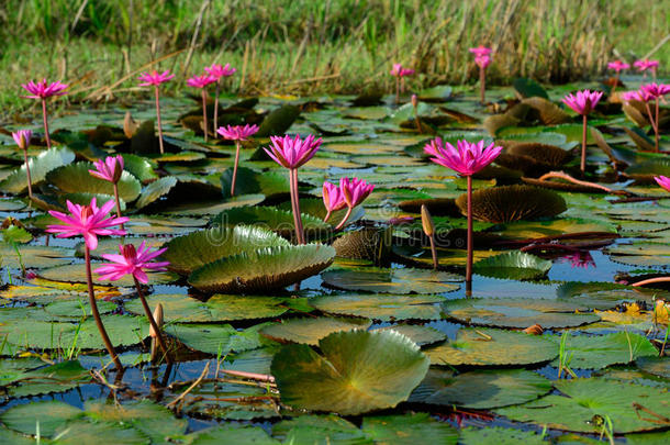 美丽的泰国荷<strong>花池</strong>