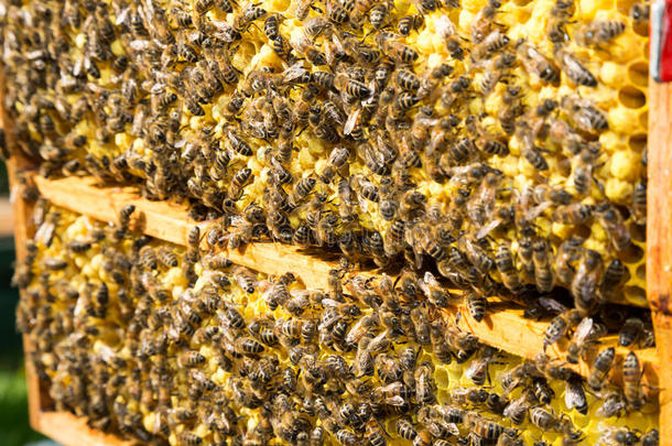 蜂巢中蜂巢上的蜜蜂