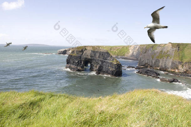 上升气流中的原始岩石海鸥