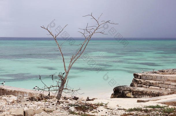 热带海滩，有<strong>古树</strong>和海鸥。碧绿海洋的岩石海岸