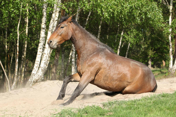 在炎热的夏天，棕色的马在沙子里翻滚后站着
