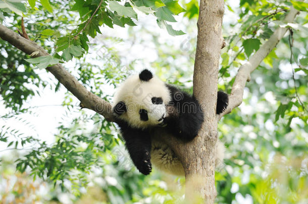 树上的熊猫宝宝