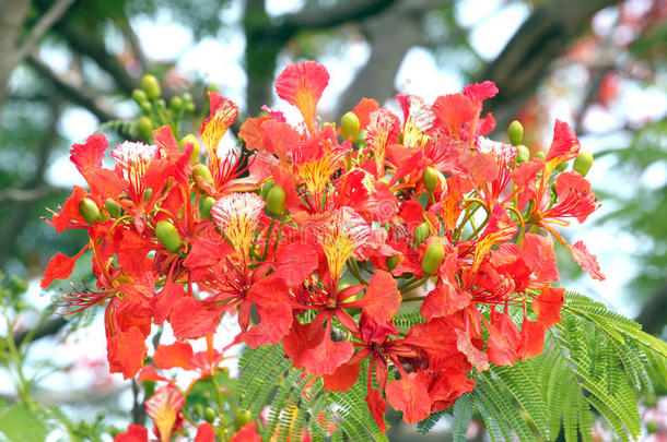 孔雀花开了。