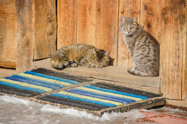 两只猫在旧木屋的门槛上