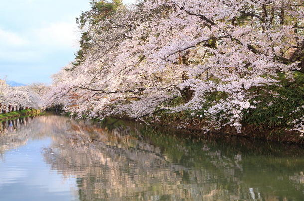 护城河和樱花