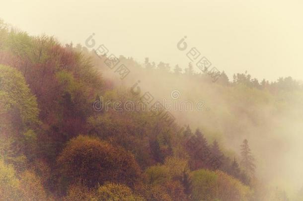 古色古香的雾景，云雾缭绕的森林