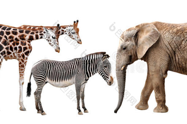 长颈鹿、大象和斑马
