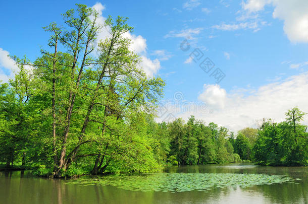 高大的树木和绿色的池塘
