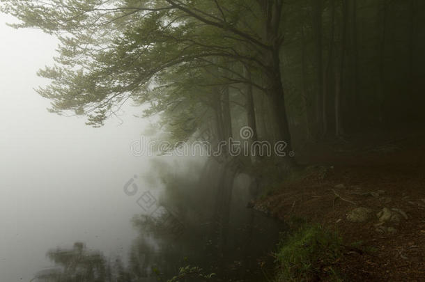 <strong>浓</strong>雾</strong>笼罩的黑暗森林中的树木