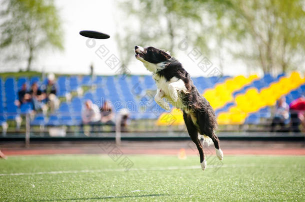 边境牧羊犬抓住飞盘