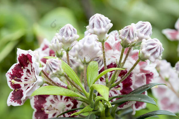 山桂花小步舞特写