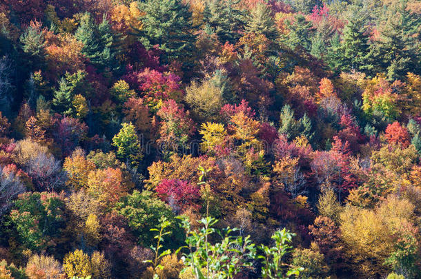 秋天，秋天，季节树的颜色
