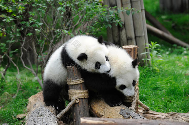 两只小熊猫在玩耍