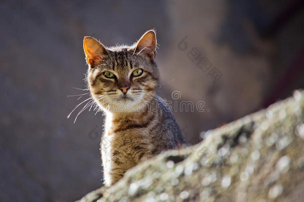 墙上的流浪猫