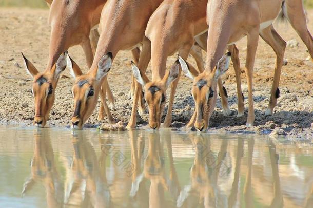 黑斑羚-非洲野生动物-排队的美女
