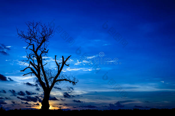 深蓝色天空中的死树剪影