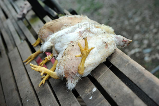 死鸡图片-包图网企业站