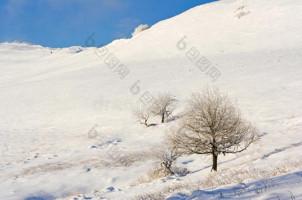 蓝天背景下，山腰上冬季积雪覆盖的冷杉树