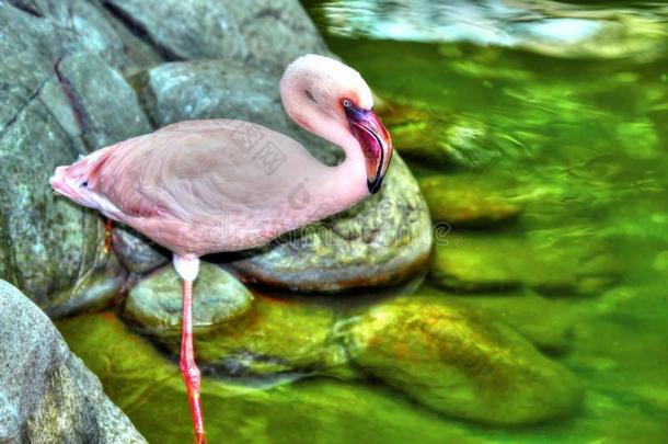 高动态范围内漂亮的粉红色火烈鸟