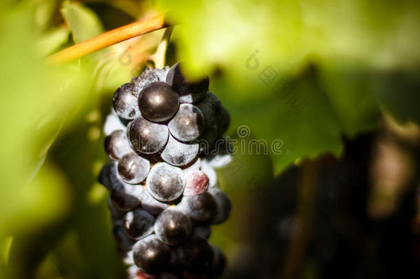 一大串红酒葡萄挂在藤蔓上，暖暖的