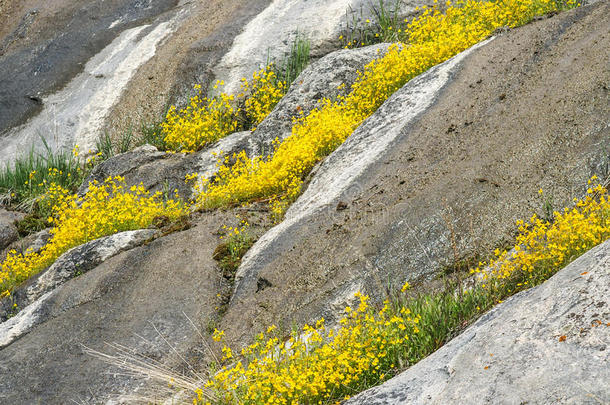 岩石上的夏日野花