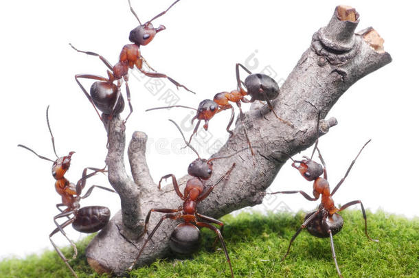 蚂蚁倒老树，团队隔离
