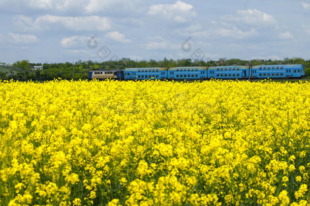 阳光明媚的春日里，一列蓝色的<strong>火车</strong>从油菜地里<strong>驶过</strong>