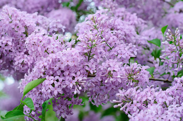 丁香花枝