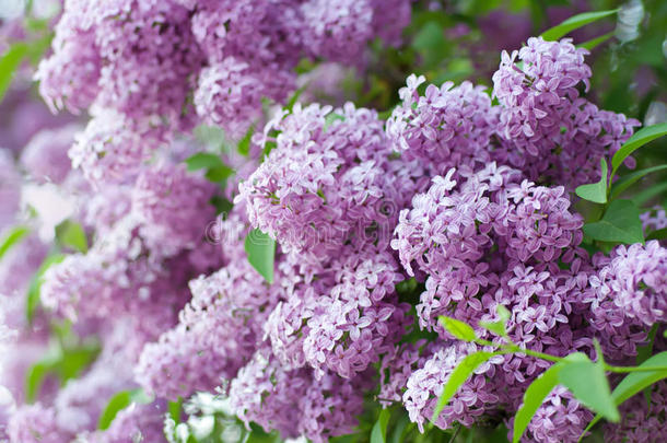 丁香花枝