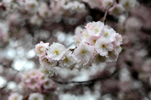 樱花枝