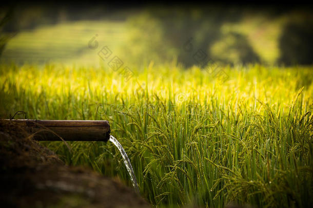 水和米对生命很重要