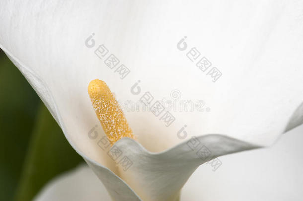 白色马蹄莲花细节（马蹄莲）