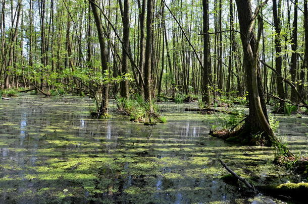 自然保护区湿地