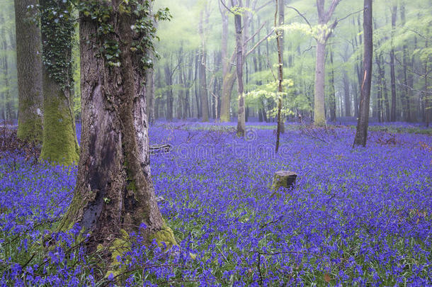充满活力的蓝铃地毯春季森林多雾景观