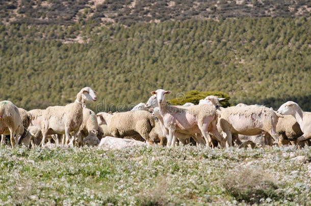 田野里的羊群