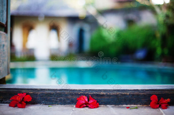 游泳池附近的红花