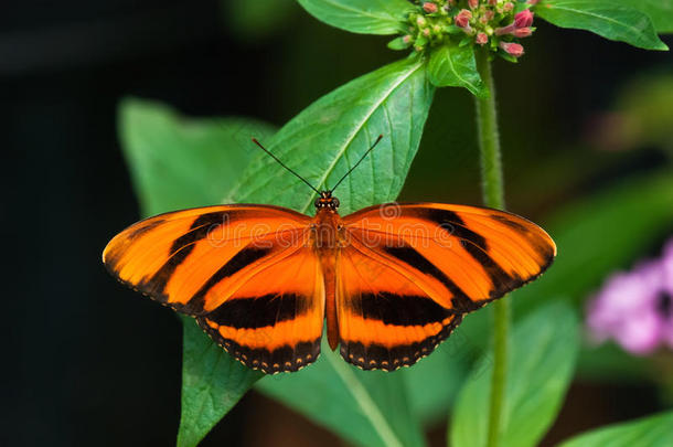 带状橙蝶（dryadula phaetusa）